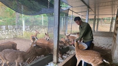 Модель оленеводства приносит миллиарды донгов каждый год секретарю Союза молодежи в Хатине