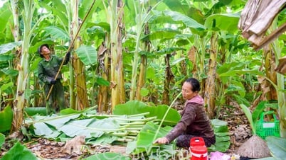 Trồng chuối lấy lá thu nhập khá