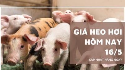 5월 16일 오늘의 돼지 가격: 안장을 제외하고 전국적으로 안정적입니다.