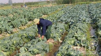 កសិករ​ឃុំ Lien An Do៖ ប្រកួតប្រជែង​ផលិត​និង​អាជីវកម្ម​ល្អ។