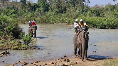 ร่วมมือกันปกป้องช้างเลี้ยงที่เหลืออยู่ในเวียดนาม