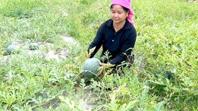 Les agriculteurs de Yen Minh se concentrent sur la récolte des pastèques