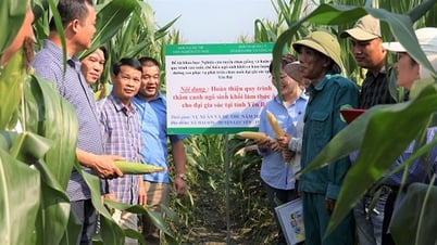 Đánh giá mô hình sản xuất, chế biến ngô sinh khối ở Lục Yên