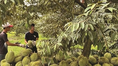 Durian price today May 16: Maintaining stable trend
