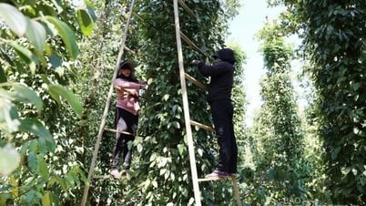 Dự báo giá tiêu trong nước ngày mai 17/5/2025, tăng nhẹ
