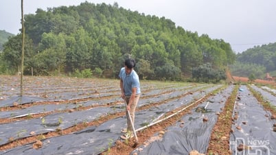 Phú Lương: Trồng mới, trồng lại trên 340ha chè