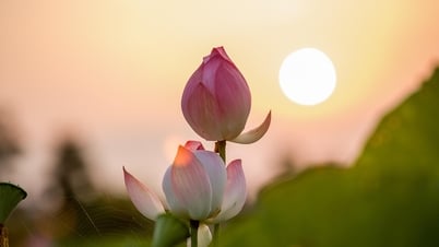 En mayo, las flores de loto florecen en la ciudad natal del presidente Ho Chi Minh.