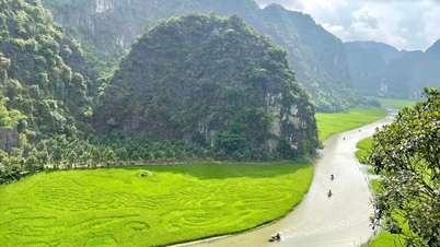 Độc đáo bức tranh “Cá chép vượt vũ môn” trên cánh đồng lúa Tam Cốc, Ninh Bình