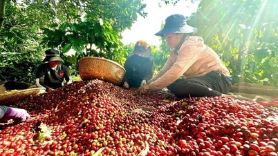 In Vietnam gibt es Spezialitätenkaffee, dessen Preis doppelt so hoch ist wie im Weltdurchschnitt.