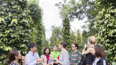 Giá tiêu hôm nay 17/5/2025: Tăng ở Tây Nguyên