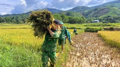 Gặt lúa giúp người dân biên giới