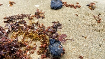 ニャチャンのビーチでは、観光客に油が固まり、再び付着した模様