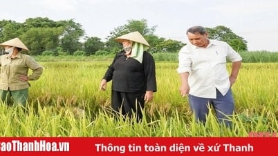 Thọ Xuân: Hơn 27 ha lúa vụ xuân bị thoái hóa đầu bông