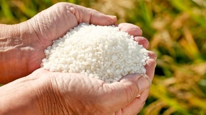 Giá trị dinh dưỡng của các loại gạo thế nào, chọn loại nào là tốt cho sức khỏe?