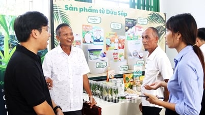 Hội thảo kỹ thuật canh tác dừa sáp hiệu quả