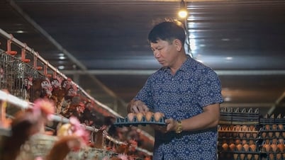Цены на куриные яйца упали до более чем 1000 донгов за яйцо из-за ложных слухов