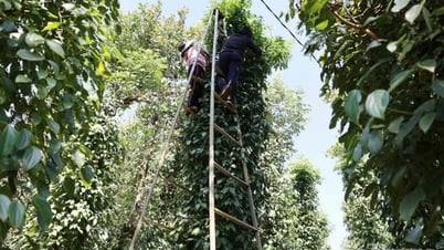Giá tiêu hôm nay 18/5/2025: thị trường neo mức cao