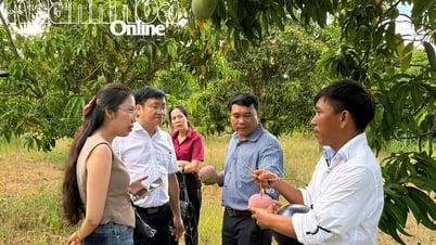 Connecter la consommation de mangues pour les agriculteurs