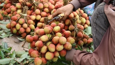 Сезон сбора урожая личи кипит