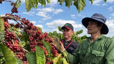 Giá cà phê hôm nay 18/5/2025: Quay đầu giảm mạnh