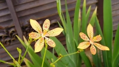 Tìm thấy chất ức chế ung thư phổi trong cây xạ can