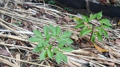 Hiểu thêm về "tri thức dân gian về sâm Ngọc Linh" ở huyện Nam Trà My