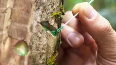 Plants that suck 'green gold' from the soil, all thanks to this magical technology