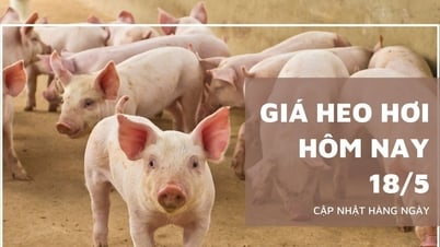 Giá heo hơi hôm nay 18/5: Miền Bắc và Trung đi ngang, miền...