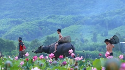 연꽃차