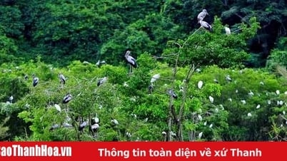En réponse à la Journée internationale de la diversité biologique 2025 : « Vivre en harmonie avec la nature et le développement durable »