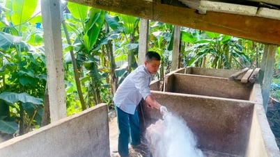 Nghe An: Seien Sie nicht subjektiv, bevor die Afrikanische Schweinepest an vielen Orten wieder ausbricht