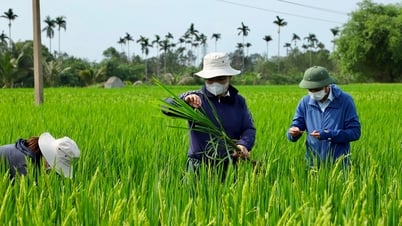 Những kỹ sư bám đồng 'bắt bệnh' cho cây trồng