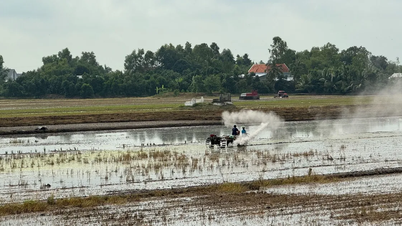 Tiền Giang, Long An: Kiểm soát sâu bệnh đầu vụ Hè Thu 2025