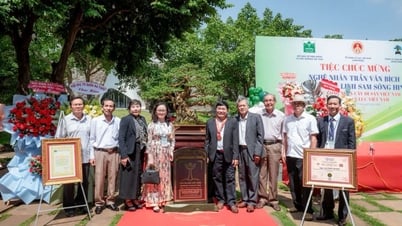 ダクラク省の樹齢100年のヒン川トウヒが文化遺産の木に