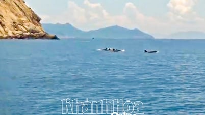 ニャチャン湾に100頭以上のイルカの群れが出現