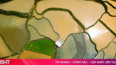 Cảnh xiêu lòng tại Mù Cang Chải mùa nước đổ