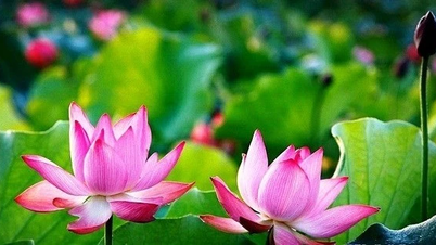 Tháng năm nhớ Người