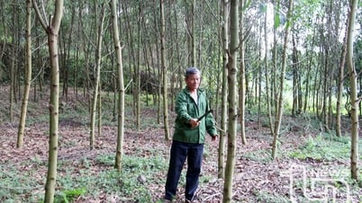 タン・カーン、森林の経済効率を向上
