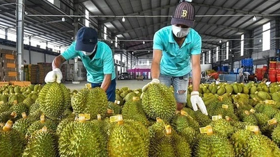 El durian tailandés llega directamente a China a través del canal verde, ¿por qué el 'rey de las frutas' vietnamita sigue teniendo dificultades?