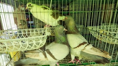 Raising Thai Titan pigeons, a young man earns hundreds of millions of dong each year