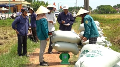 Liên kết sản xuất lúa hữu cơ bán ngay tại ruộng, nông dân lãi gấp 3