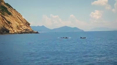A pod of nearly 100 dolphins appeared in Nha Trang Bay