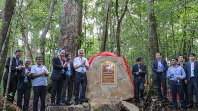 'Sứ giả đến từ thời tiền sử' được công nhận là cây di sản Việt Nam