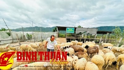 Phong Phu: Cría eficaz de cabras y ovejas