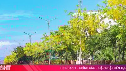 Thanh Sen: la temporada de las flores llamando al sol