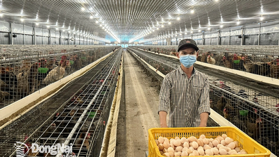 ベトナム養鶏協会は、業界全体に損害を与える偽卵に関する情報の取り扱いを提案している。