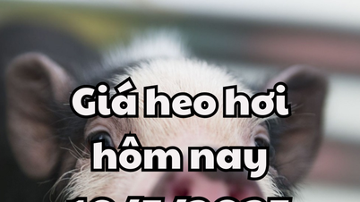 Pig price today 5/19/2025: African swine fever outbreak