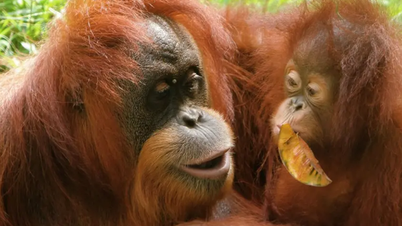 Erstaunliche Orang-Utans verfügen über menschenähnliche Kommunikationsfähigkeiten