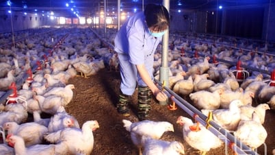 Đồng Hỷ: Giá trị ngành chăn nuôi mỗi năm tăng gần 26 tỷ đồng