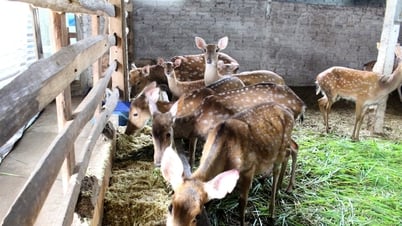 ハーブを使った家畜飼育の秘訣 - クイン・ルー農家の効果的な指導